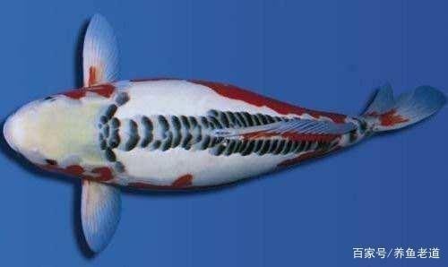 葉縣昆陽鎮夢幻水族館（葉縣昆陽鎮夢幻水族館電話）