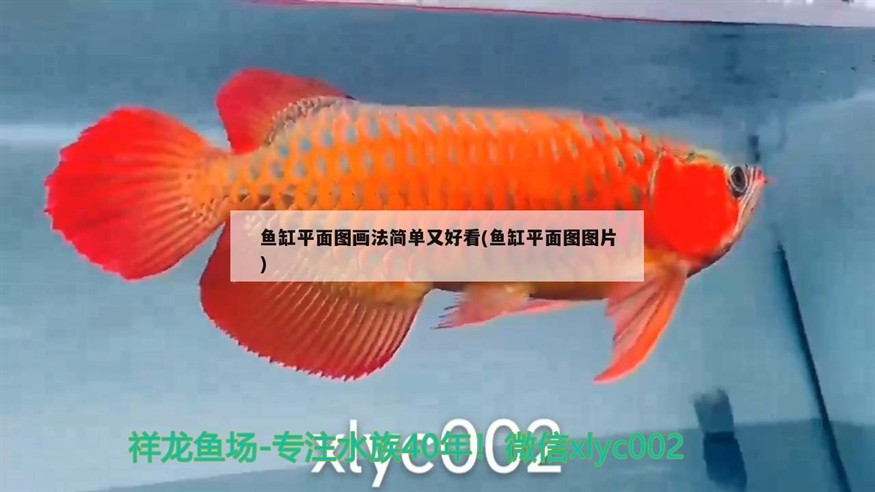 魚缸平面圖畫法簡單又好看(魚缸平面圖圖片)