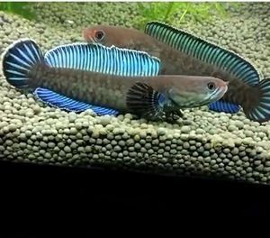 奶茶雷龍魚(yú)繁殖周期