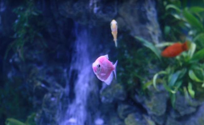 大英縣蓬萊鎮七彩水族館（大英縣蓬萊鎮七彩水族館電話）