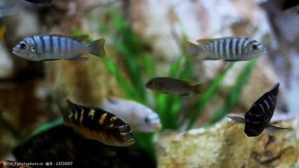 最常見的觀賞魚類