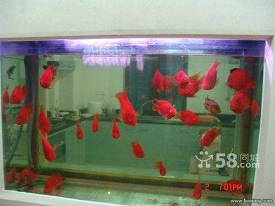 大型魚缸清洗設(shè)備價(jià)格多少