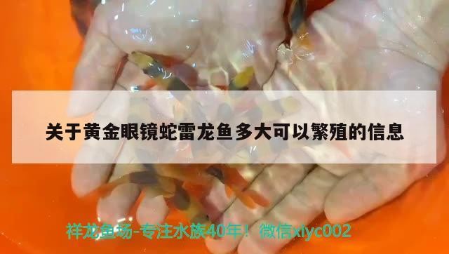 龍魚與虎魚混養(yǎng)可以嗎圖片欣賞(龍魚與虎魚混養(yǎng)追打掉鱗片)