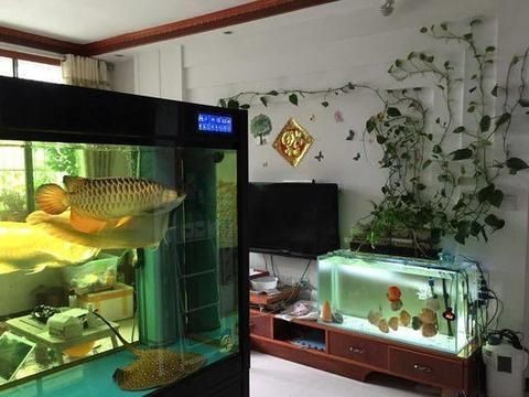 大魚缸應該擺放在哪個位置好：大魚缸擺放風水學的原則