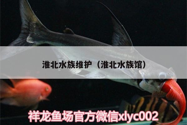 <strong><mark>淮北</mark></strong>水族維護(hù)（<strong><mark>淮北</mark></strong>水族館）
