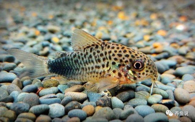 新泰市中可麗愛(ài)水族館