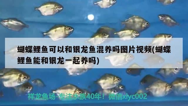 虎魚喜歡什么顏色,虎魚種類 虎魚百科 第2張 虎魚喜歡什么顏色,虎魚種類 虎魚喜歡什么顏色,虎魚種類 虎魚百科 第2張