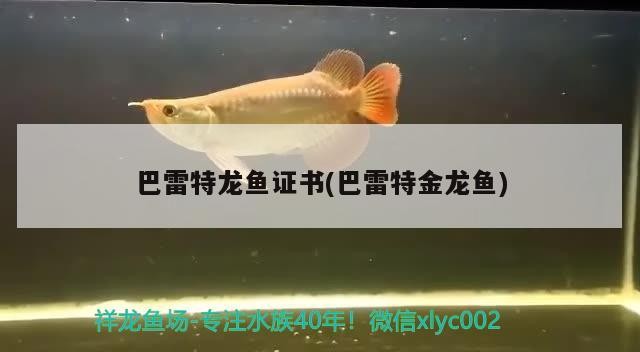 虎魚喜歡什么顏色,虎魚種類 虎魚百科 第3張 虎魚喜歡什么顏色,虎魚種類 虎魚喜歡什么顏色,虎魚種類 虎魚百科 第3張