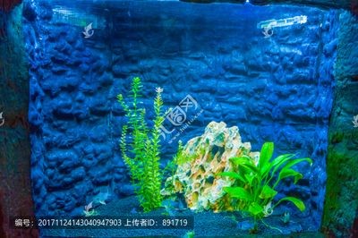 白色魚缸配什么顏色背景圖好看：白色魚缸配什么顏色的背景圖好看