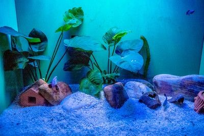 白色魚缸配什么顏色背景圖好看：白色魚缸配什么顏色的背景圖好看
