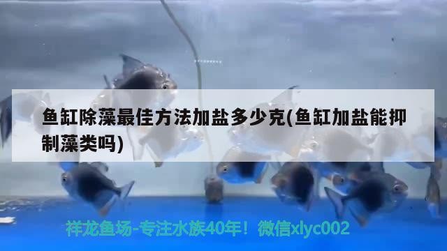 一條龍魚(yú)一條虎魚(yú)會(huì)打架嗎（一條龍魚(yú)配一條虎魚(yú)有說(shuō)法嗎）