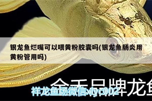 銀龍魚爛嘴可以喂黃粉膠囊嗎(銀龍魚腸炎用黃粉管用嗎)