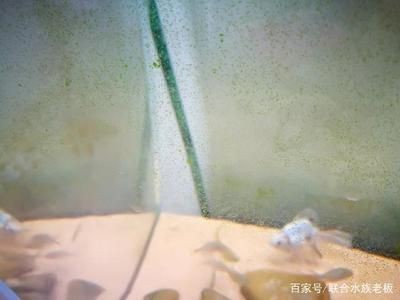 玻璃魚(yú)缸壁青苔清理方法：如何清理玻璃魚(yú)缸壁青苔？
