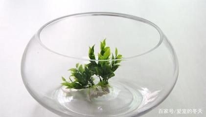 玻璃魚(yú)缸壁青苔清理方法：如何清理玻璃魚(yú)缸壁青苔？