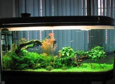 玻璃魚(yú)缸壁青苔清理方法：如何清理玻璃魚(yú)缸壁青苔？