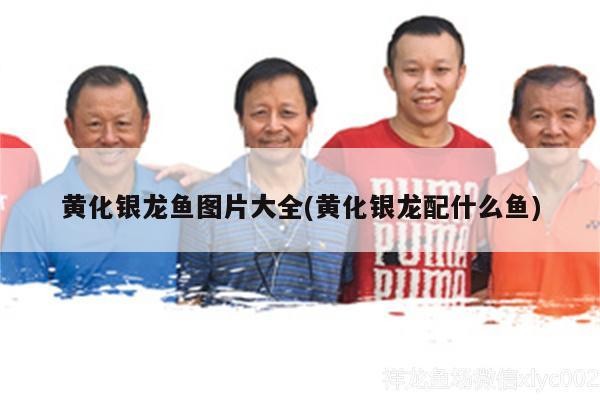 黃化銀龍魚圖片大全(黃化銀龍配什么魚)