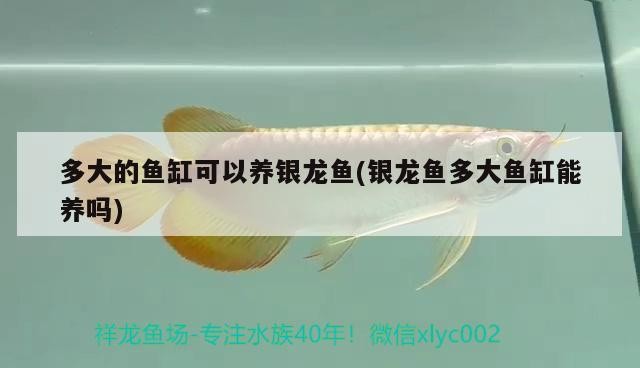 多大的魚缸可以養(yǎng)銀龍魚(銀龍魚多大魚缸能養(yǎng)嗎)