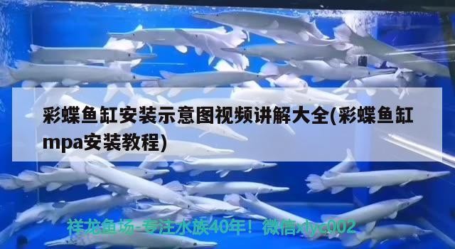 泰國虎魚的學名叫什么，泰國虎魚和印尼虎魚的區別
