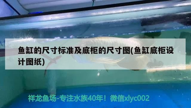 泰國虎魚的學名叫什么，泰國虎魚和印尼虎魚的區別