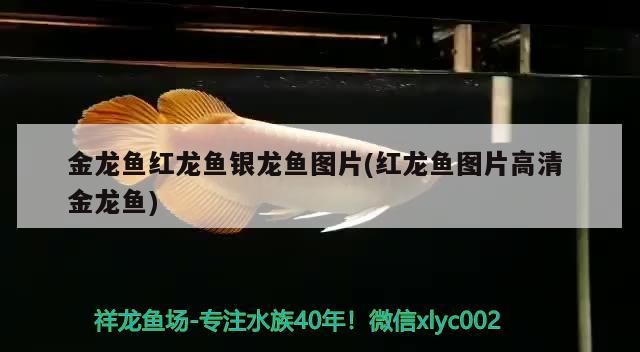 金龍魚紅龍魚銀龍魚圖片(紅龍魚圖片高清金龍魚)