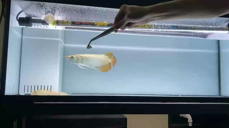 訓龍記