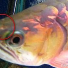 魚缸里的魚常見病：常見的觀賞魚疾病及治療方法
