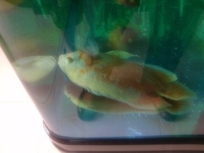 魚缸里的魚常見病：常見的觀賞魚疾病及治療方法