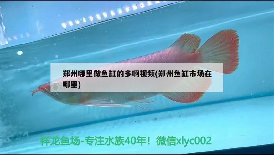鄭州哪里做魚缸的多啊視頻(鄭州魚缸市場(chǎng)在哪里)