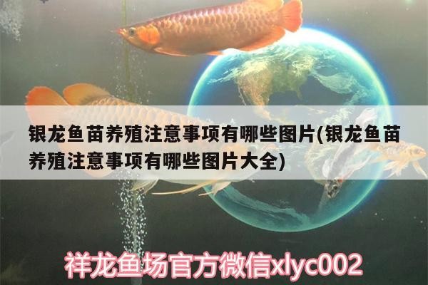 銀龍魚苗養(yǎng)殖注意事項有哪些圖片(銀龍魚苗養(yǎng)殖注意事項有哪些圖片大全)