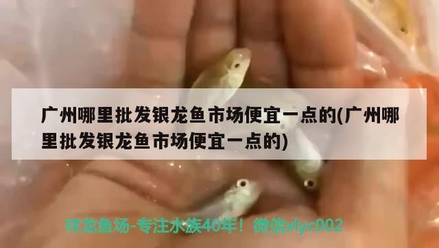 廣州哪里批發(fā)銀龍魚市場便宜一點的(廣州哪里批發(fā)銀龍魚市場便宜一點的)