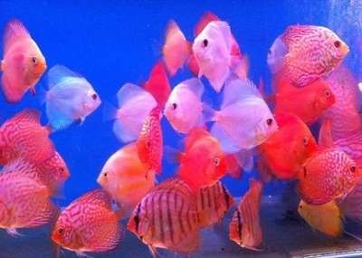 大型七彩神仙魚魚缸：大型七彩神仙魚魚缸飼養(yǎng)技巧大型七彩神仙魚的飼養(yǎng)技巧