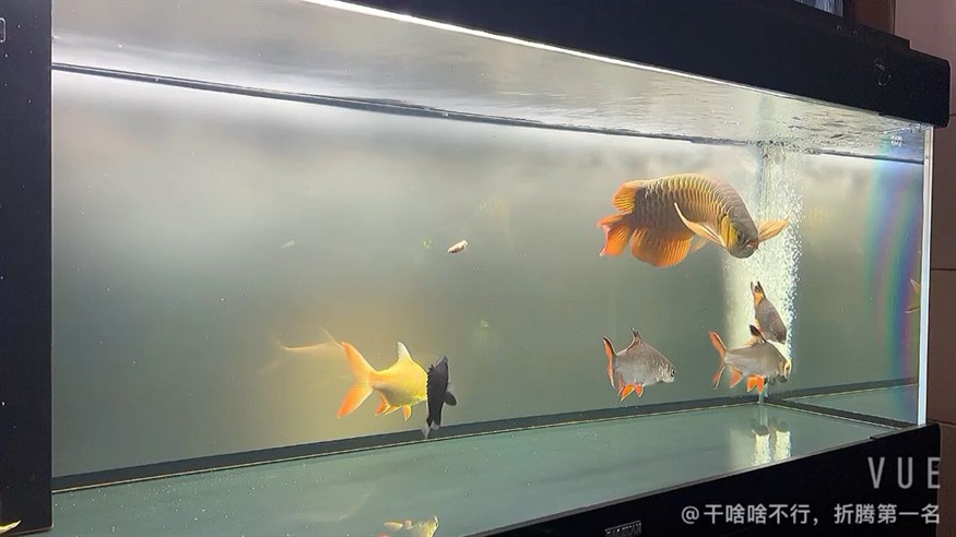 可憐的虎魚