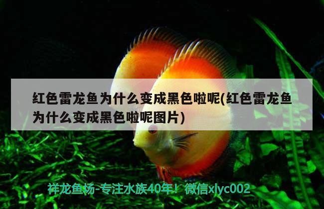 80的缸養(yǎng)銀龍魚能長多大(80的缸養(yǎng)銀龍魚嗎)