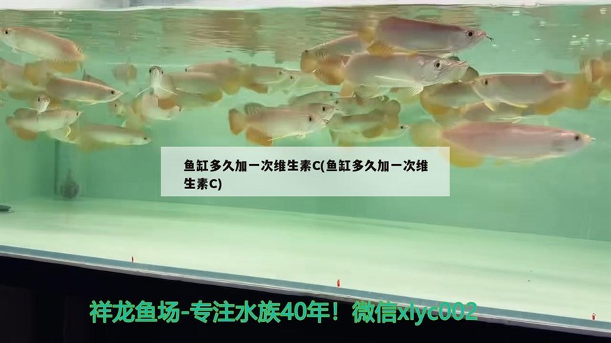 魚缸多久加一次維生素C(魚缸多久加一次維生素C) 魚缸多久加一次維生素C(魚缸多久加一次維生素C) 虎魚百科
