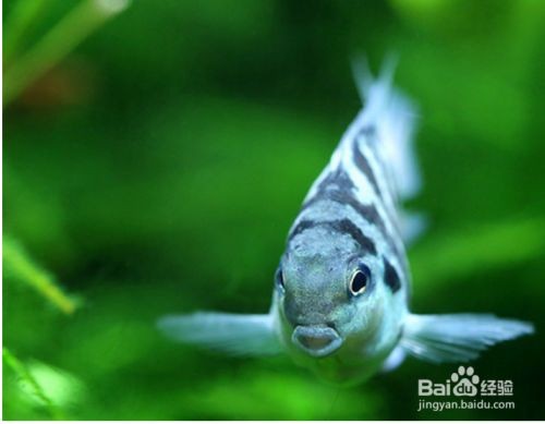 寶藍(lán)鸚鵡魚缸布置圖：寶藍(lán)鸚鵡魚的布置建議
