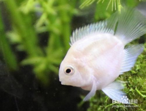 寶藍(lán)鸚鵡魚缸布置圖：寶藍(lán)鸚鵡魚的布置建議