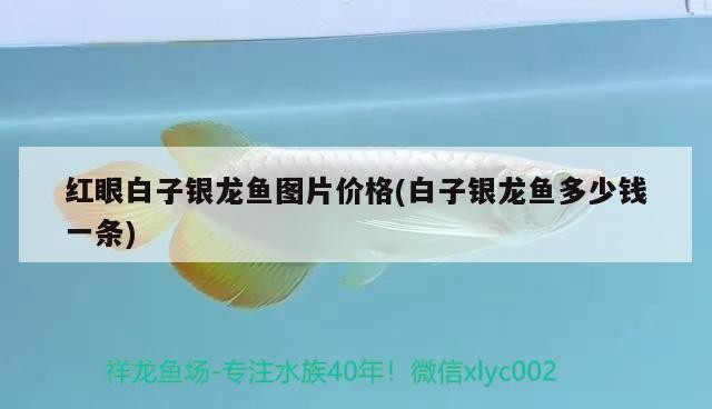 紅眼白子銀龍魚圖片價格(白子銀龍魚多少錢一條)