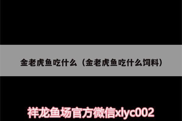 金老虎魚吃什么（金老虎魚吃什么飼料） 金老虎魚吃什么（金老虎魚吃什么飼料） 虎魚百科