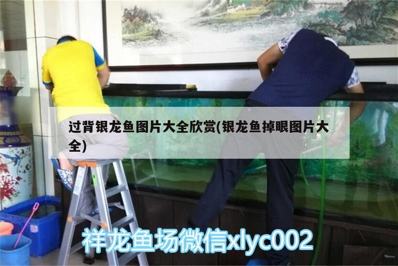 過背銀龍魚圖片大全欣賞(銀龍魚掉眼圖片大全)
