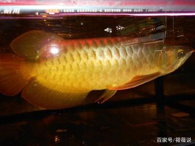 紅龍魚什么燈色溫發(fā)色最好養(yǎng)活（紅龍魚什么燈色溫發(fā)色最好養(yǎng)活呢）
