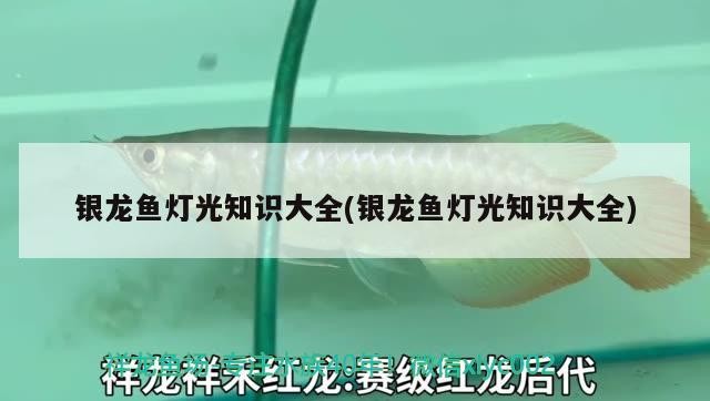 銀龍魚燈光知識大全(銀龍魚燈光知識大全)