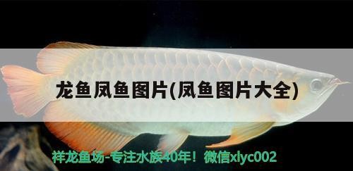 魚缸加熱器離水故障怎么辦(魚缸加熱器進水還能用嗎)