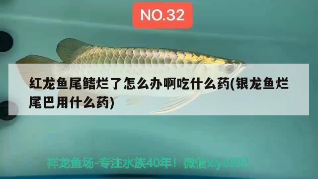 紅龍魚尾鰭爛了怎么辦啊吃什么藥(銀龍魚爛尾巴用什么藥)