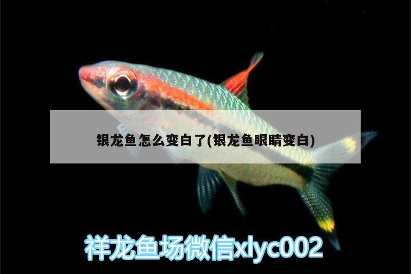 銀龍魚怎么變白了(銀龍魚眼睛變白)