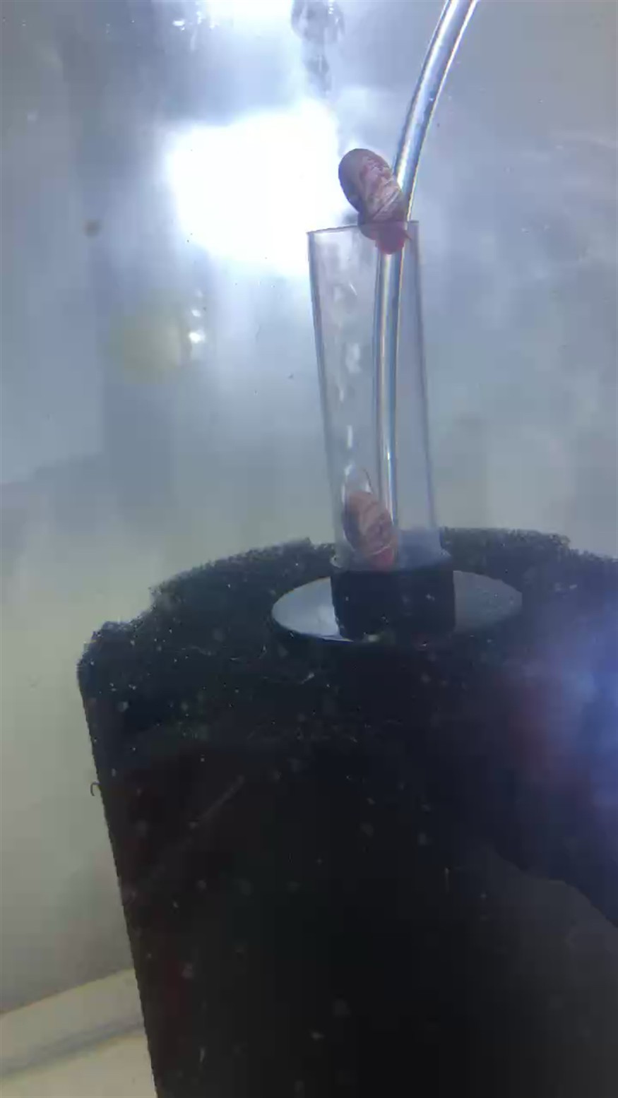 蘋果螺
