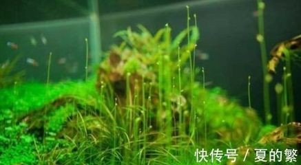 大魚缸水草：水草在大魚缸中的作用