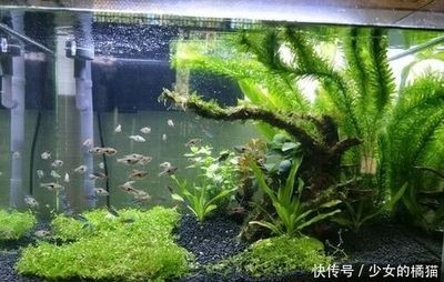 大魚缸水草：水草在大魚缸中的作用