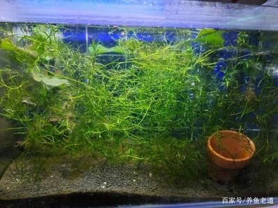 大魚缸水草：水草在大魚缸中的作用