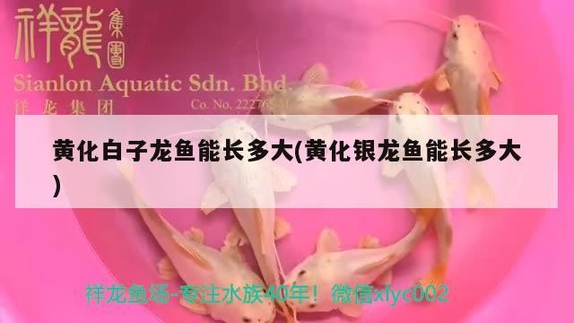 黃化白子龍魚能長多大(黃化銀龍魚能長多大)