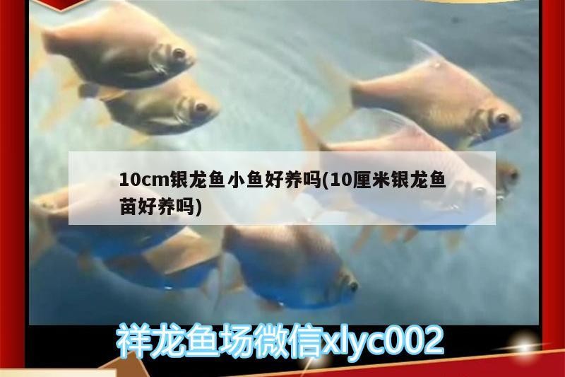 高背虎魚,三湖虎魚壽命 虎魚百科 第2張 高背虎魚,三湖虎魚壽命 高背虎魚,三湖虎魚壽命 虎魚百科 第2張